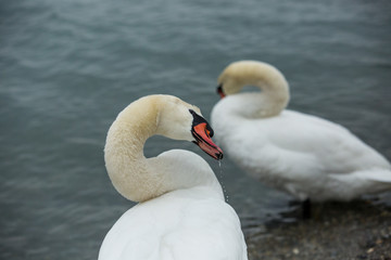 Lac Léman sous la glace avec la bise noir
