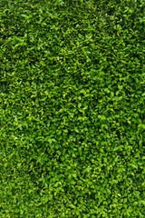 Loach plants green wall background - 326010620
