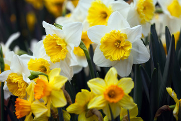 beautiful wallpaper with white and yellow daffodil.