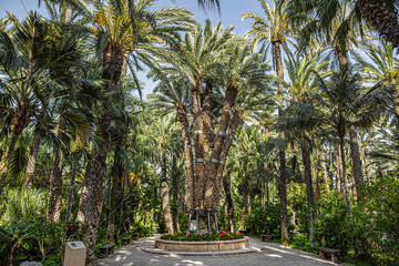 Spain city of Elche (Elx) is famous for the palm tree forests. Palmeral of Elche (or Palm Grove of Elche, about 70,000 palms) - the most southern palm grove in Europe. Elche, Spain.