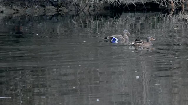 Ein Entenp&auml;rchen schwimmt gegen den Strom (Originalton)