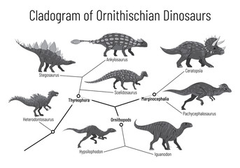 Cladogram of ornithischian dinosaurs. Monochrome vector illustration of diagram showing relations among ornithischia - thyreophora, ornithopods, marginocephalia. Dinosaurs on white background.