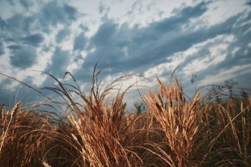 Morning in wheat field. Landscape.