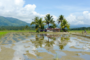 palm trees surrounding shack