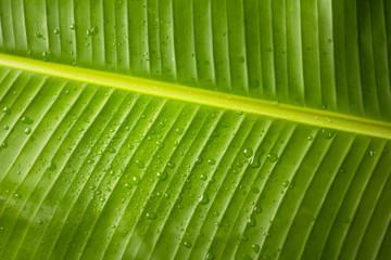 Green banana leaves have water perched on top, Green banana leaf wet, Banana leaves zoom in close