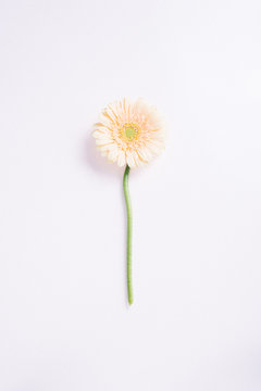 Gerberer Blume auf wei&szlig;em Hintergrund
