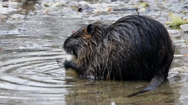 Das Nutria beim Fressen am Flussufer (Originalton)
