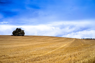 Obraz premium field and blue sky