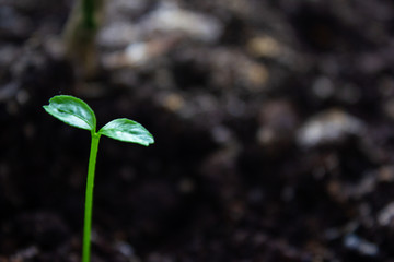 Young flower begin their life from the earth. Small sprout. Sprouting seeds. Spring.