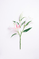 Lilie Blume auf weißem Hintergrund © Sandra