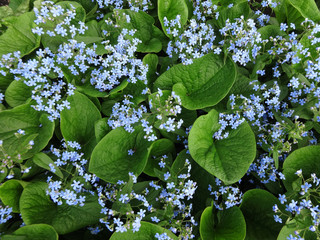 background of many blue flowers forget me nots and green leaves