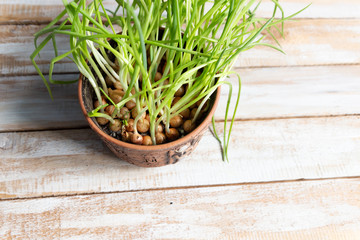 Green onion grow in pot on wooden background