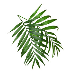 Beautiful lush tropical leaves isolated on white