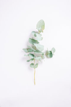 eukalyptus auf wei&szlig;em Hintergrund