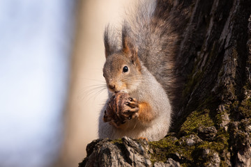 Naklejka na ściany i meble squirrel in autumn Park