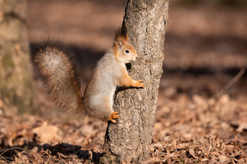 squirrel in autumn Park