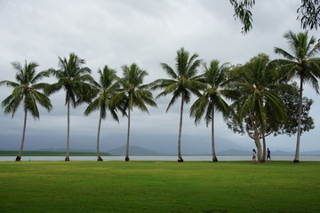 Obraz na płótnie Canvas Palm tree bay, Port Douglas, Australia