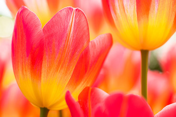 Fresh pink-yellow tulips. floral background for cards, wallpapers. Macro.