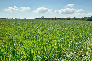 Weizen