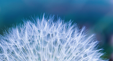 Beautiful pattern of small parachuters of an Dandelion. Blue green abstract backdrop. Nature and its art.