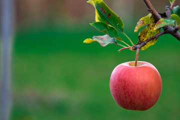 red apple on a tree
