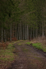 path in forest