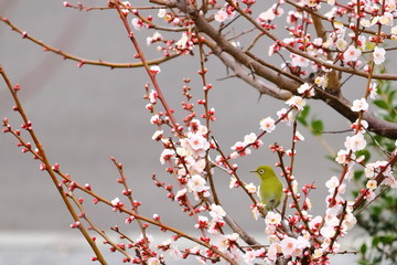 梅の花と鳥