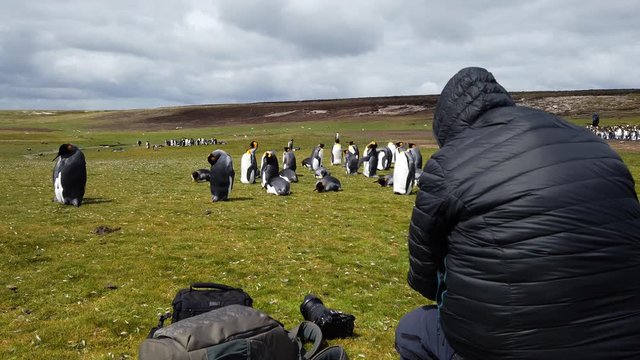 wildlife expedition the Falkland Islands. Photographer taking photos of the beautiful king penguin colony resting on the green fields