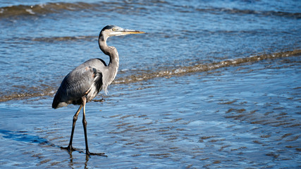 Great blue heron bird walking on sand