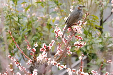 梅の花と鳥