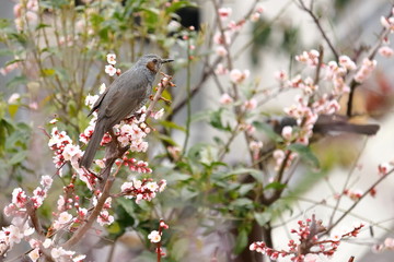 Obraz premium 梅の花と鳥