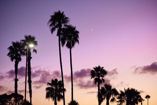 Beach with palm trees silhouette and purple sky on background