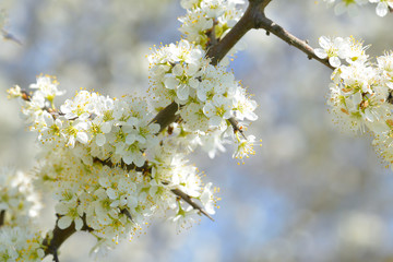 Schlehdorn (Prunus spinosa) im Frühjahr