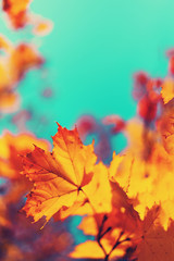 Naklejka na ściany i meble Autumn yellow leaves on blue sky background. Golden autumn concept. Sunny day, warm weather.