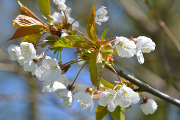 Blüten der Wildkirsche