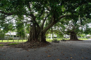 Moreton Bay fig tree in Anzac Park, Port Douglas, Australia