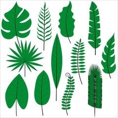 Set of beautiful green tropical leaves isolated on a white background. Flat style. Stock vector illustration for decoration and design, postcards, posters, banners, fabrics, web pages and more.