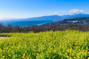 Sagami Bay and rape blossoms in full bloom seen from Azumayama Park.