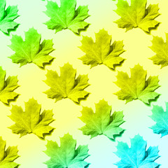 Creative layout of colorful autumn leaves. Banner with maple leaves pattern on neon background. Top view. Flat lay. Season concept.