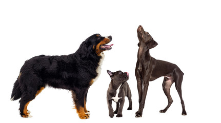 dog looking sideways up on an isolated white background