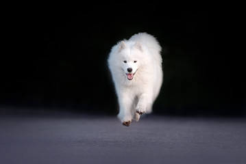 happy samoyed dog running outdoors on the road