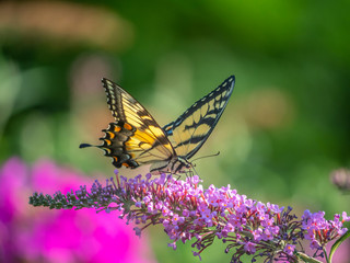 Papilio glaucus, eastern tiger swallowtail,
