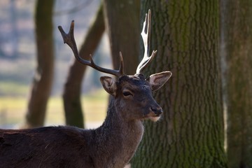 Fallow deer (Dama Dama) in natural environment, Carpathian forest, Slovakia, Europe