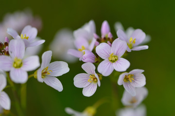 Wiesen-Schaumkraut (Cardamine pratensis)	