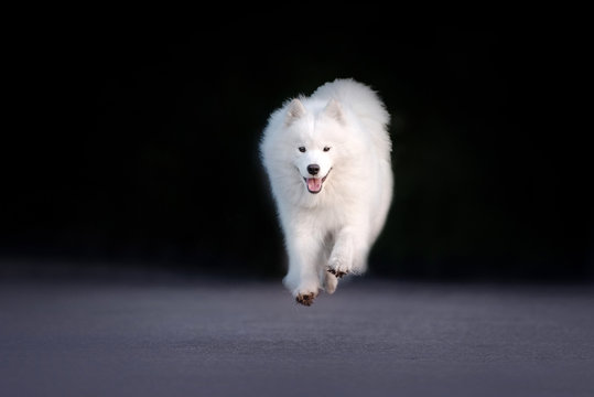 Happy Samoyed Dog Running Outdoors On The Road