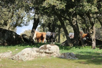 calf bull in the wild 