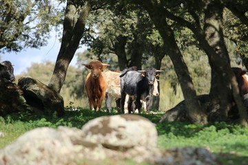calf bull in the wild 