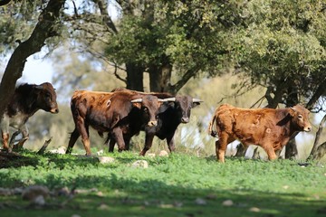 calf bull in the wild 