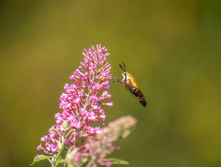 Conservatory Garden i