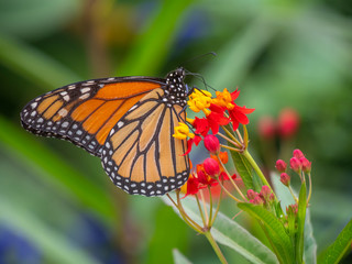 Monarch butterfly,Danaus plexippus